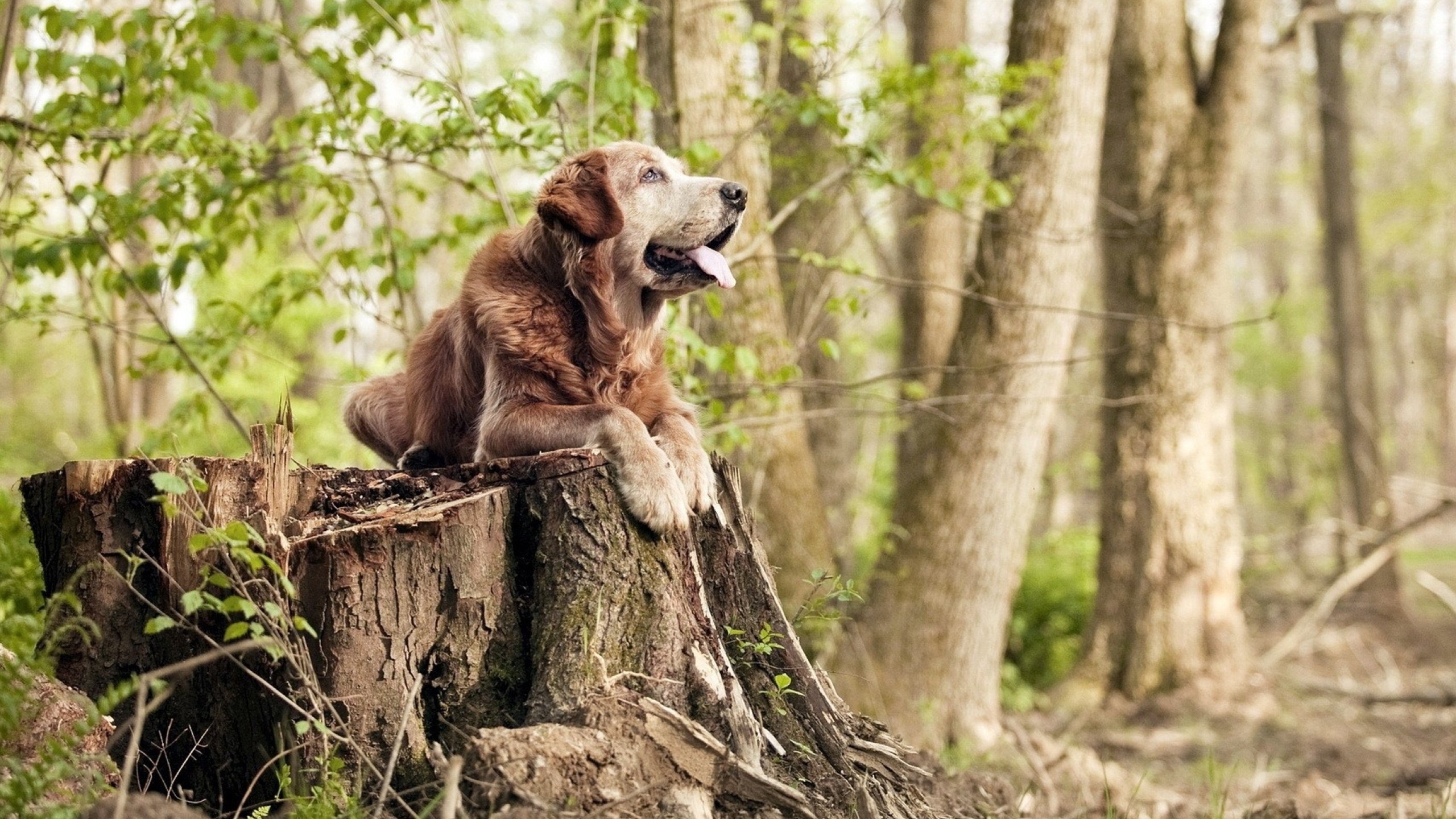 东亚球队赢得国际比赛，给球迷带来惊喜，东亚足球锦标赛2019赛程