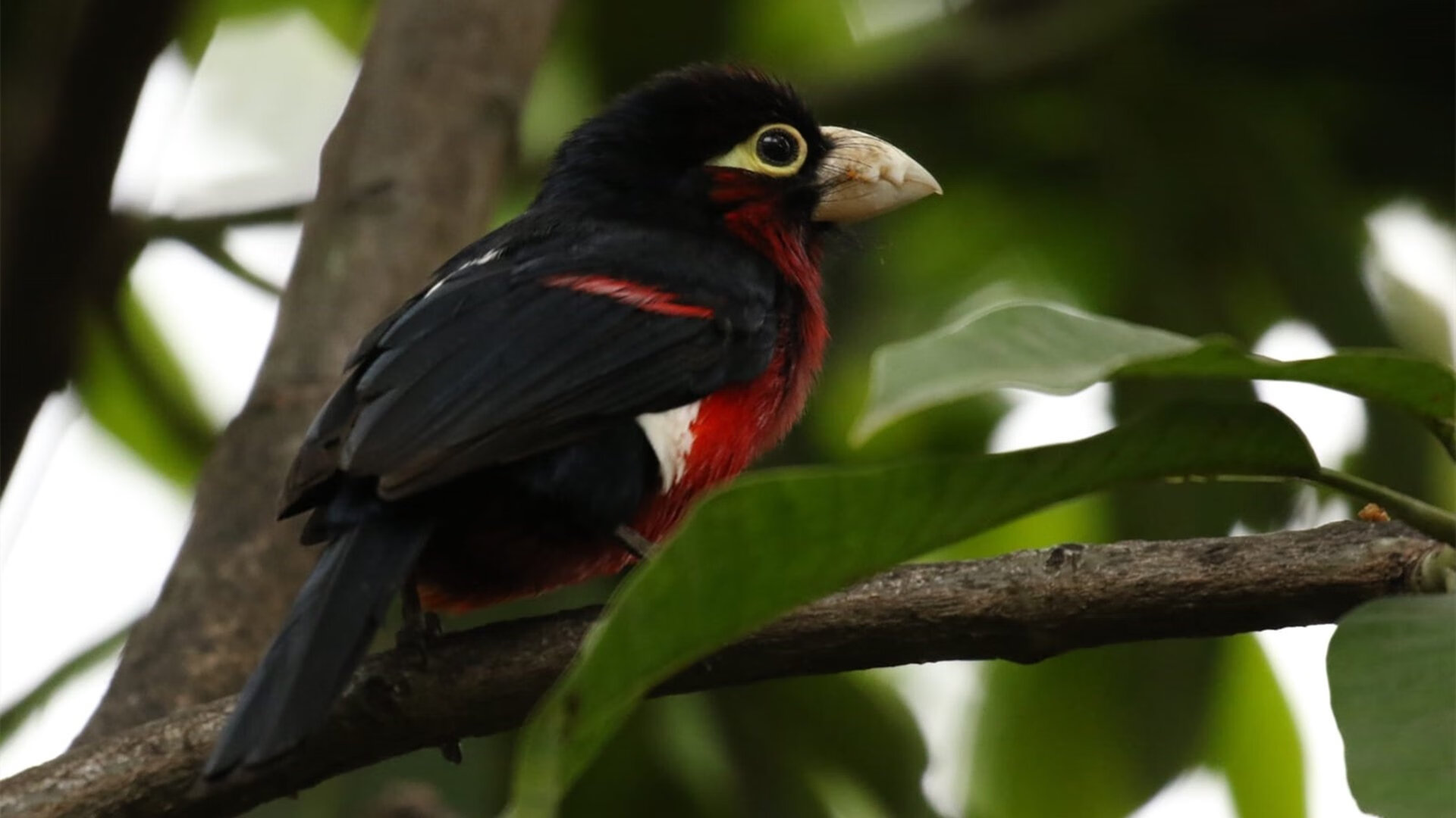 主帅要求球员提升配合，助球队迈向胜利，球队的主帅是什么意思