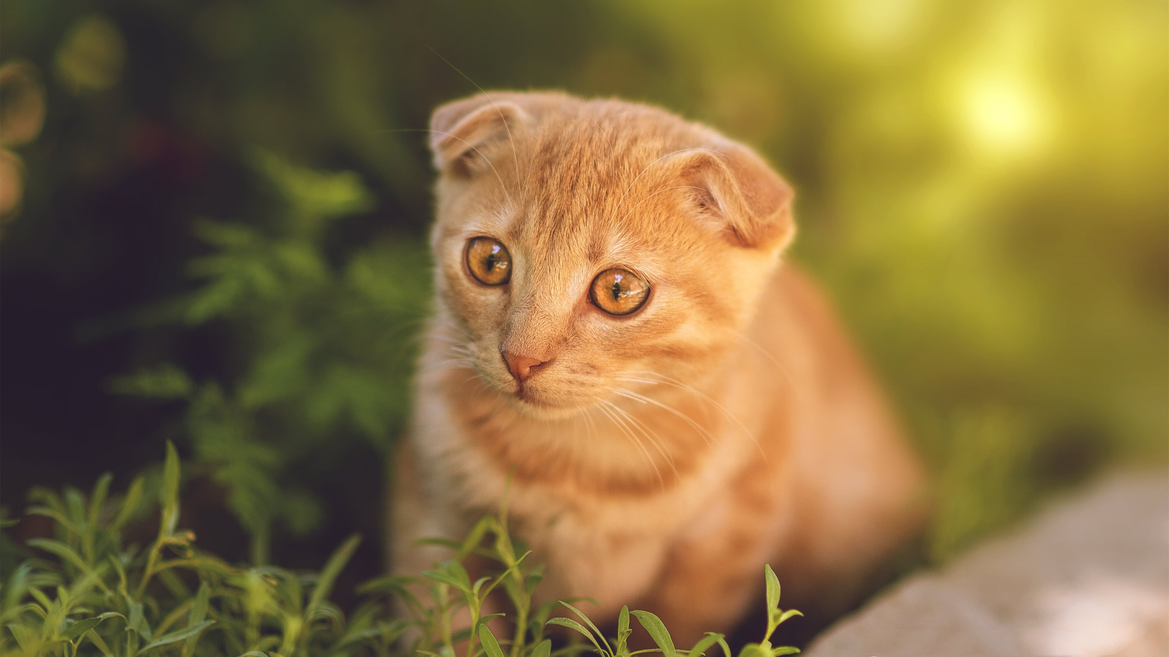 强者之争！顶尖球队将在比赛中角逐胜者，强者足球