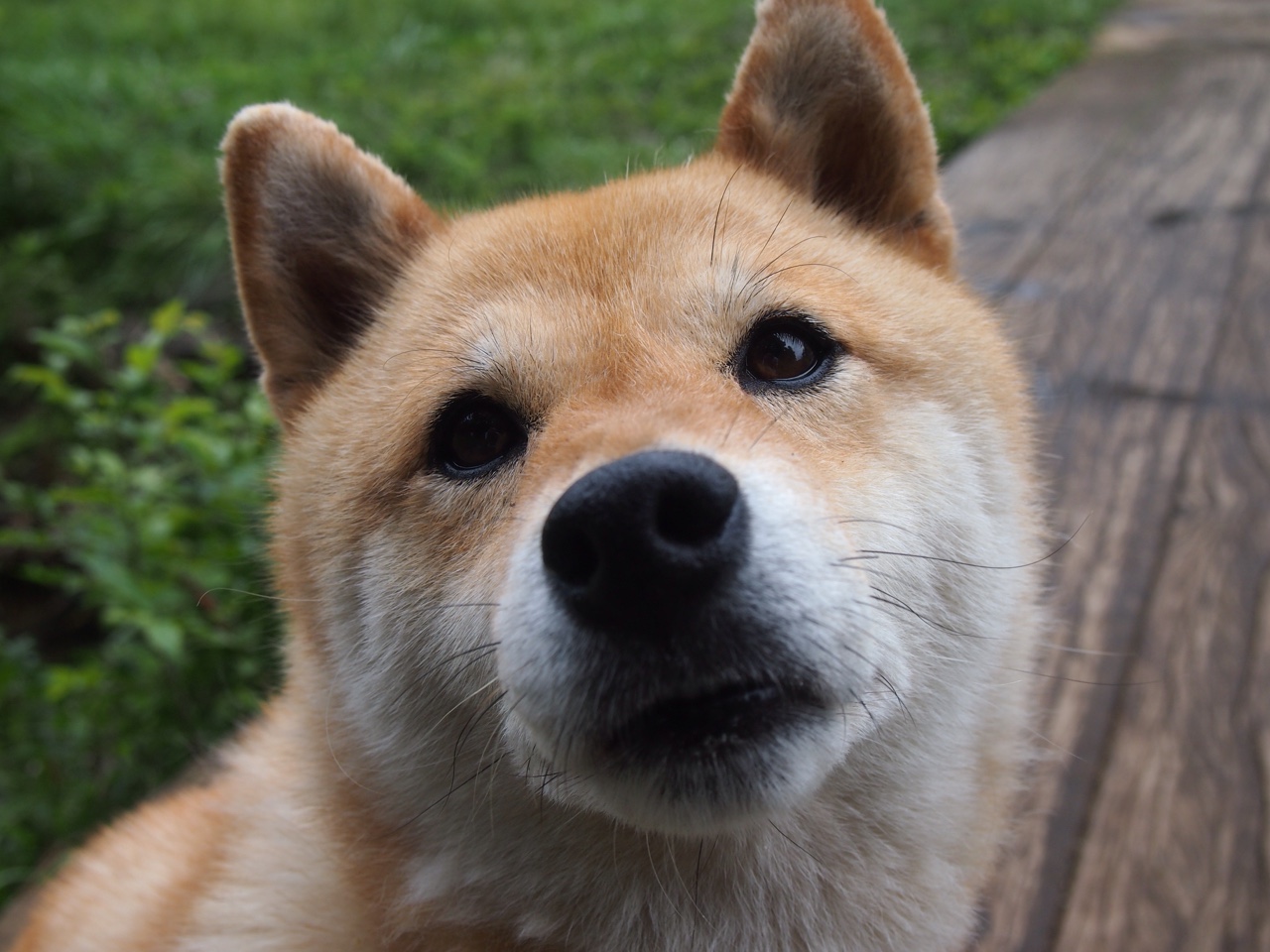 欧国联赛业余联赛迎来高潮，球迷狂热，欧国联赛2021