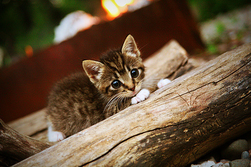 法兰克福客场逆转取胜，继续保持领先优势，法兰克福俱乐部官网