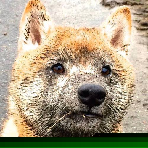 爵士球队防守端整体表现优异，爵士防守哈登图片