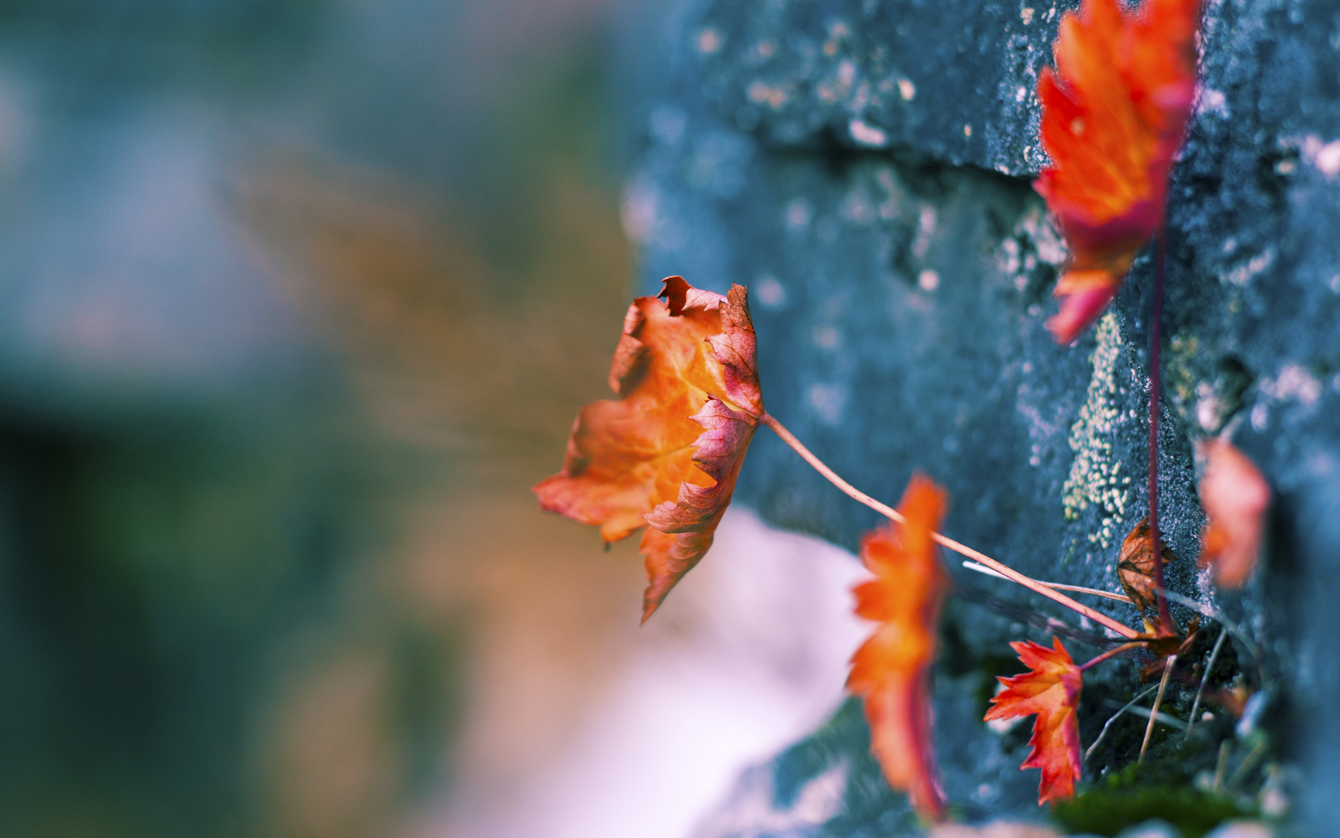 谢菲联防线坚固，刀锋战士保级决心强，谢菲尔德军刀