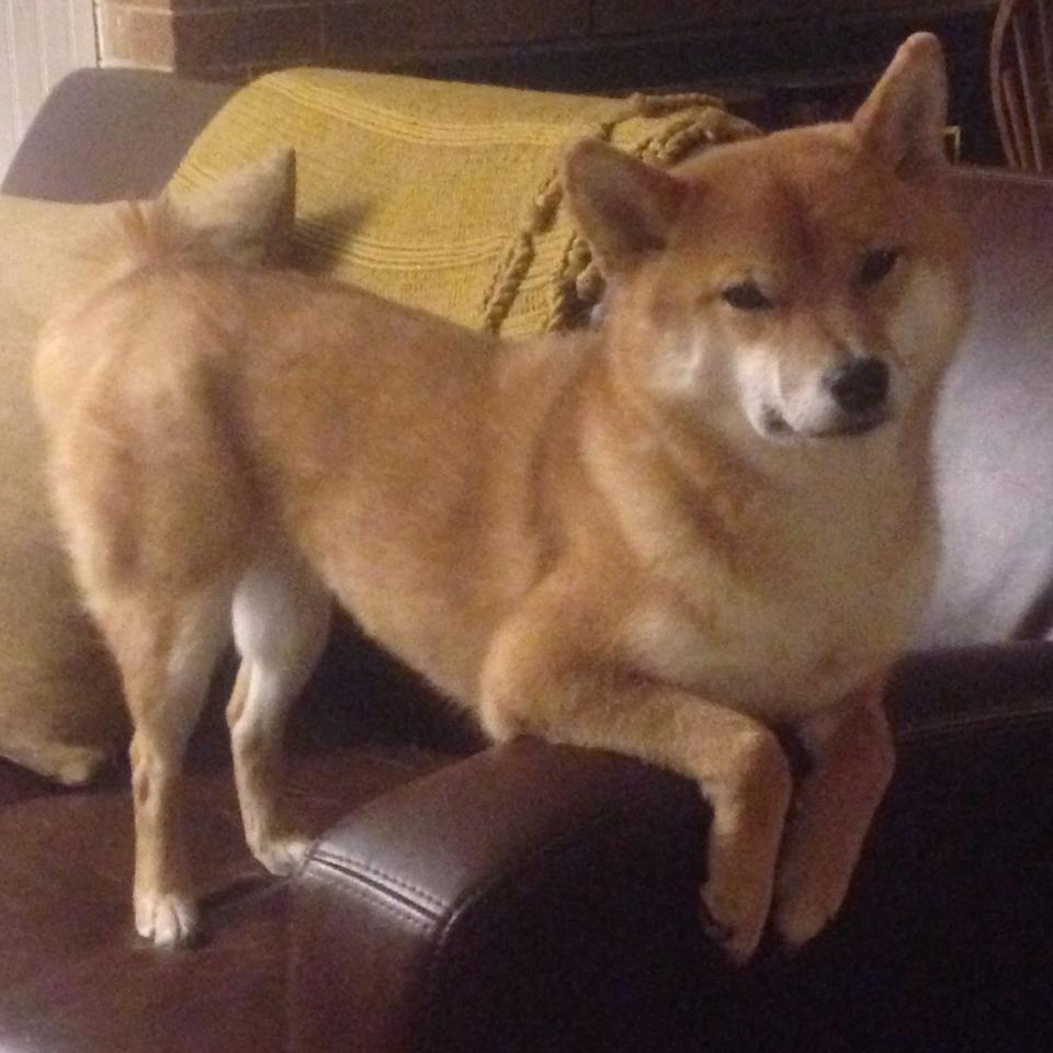 辽宁本钢青年才俊表现抢眼，辽宁本钢新队员