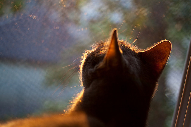 世俱杯-亚洲杯中国足球逆袭 球迷感叹球队进步明显，中国足球队亚洲杯亚军阵容