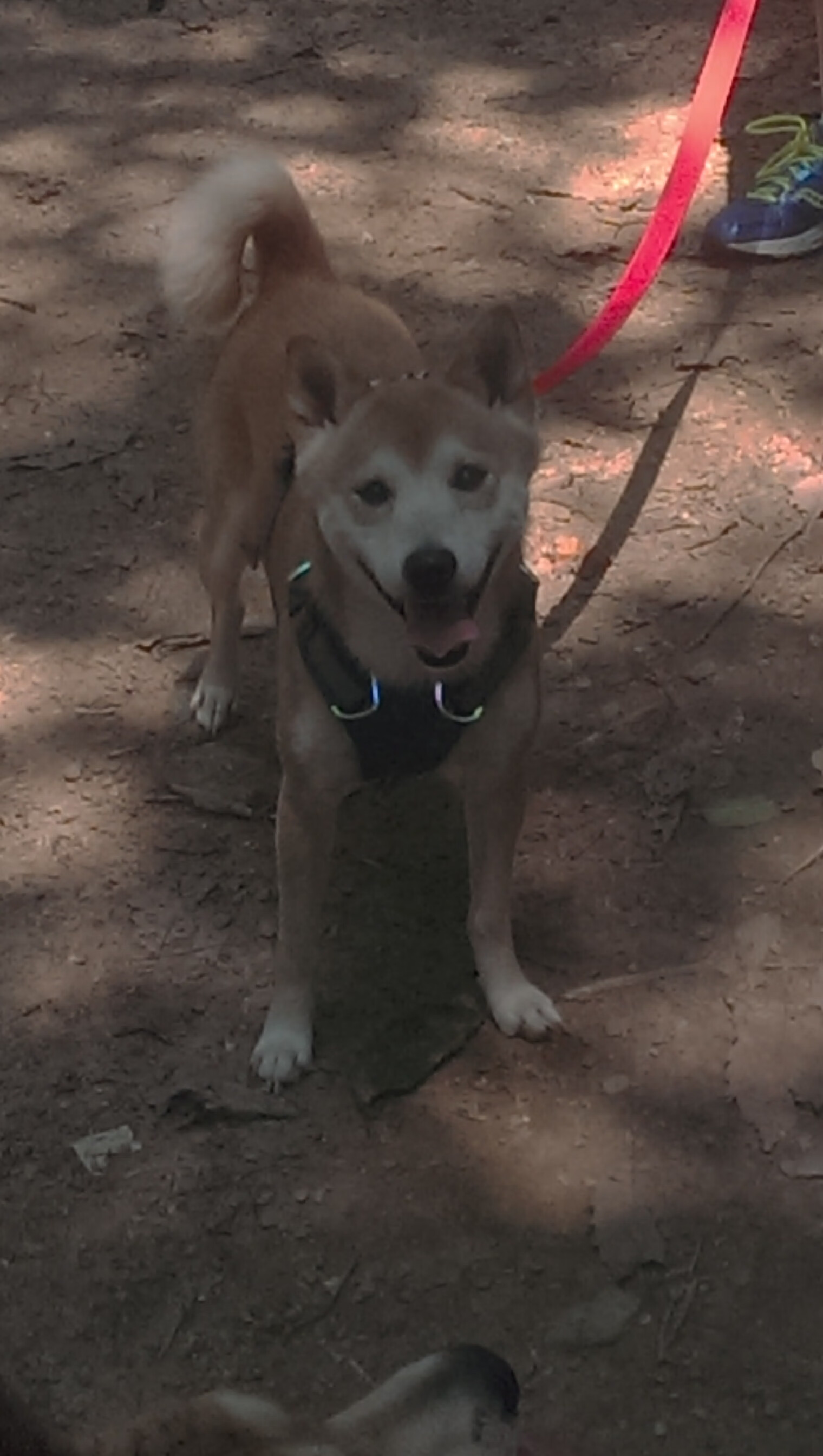 国家队重视海外球员观察加强国际人才回归计划