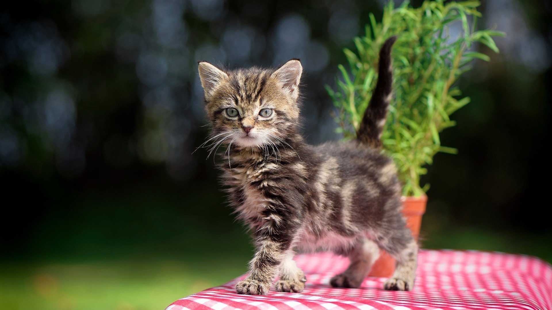 法甲火爆冲刺：积分榜上的激烈角逐，法甲推荐