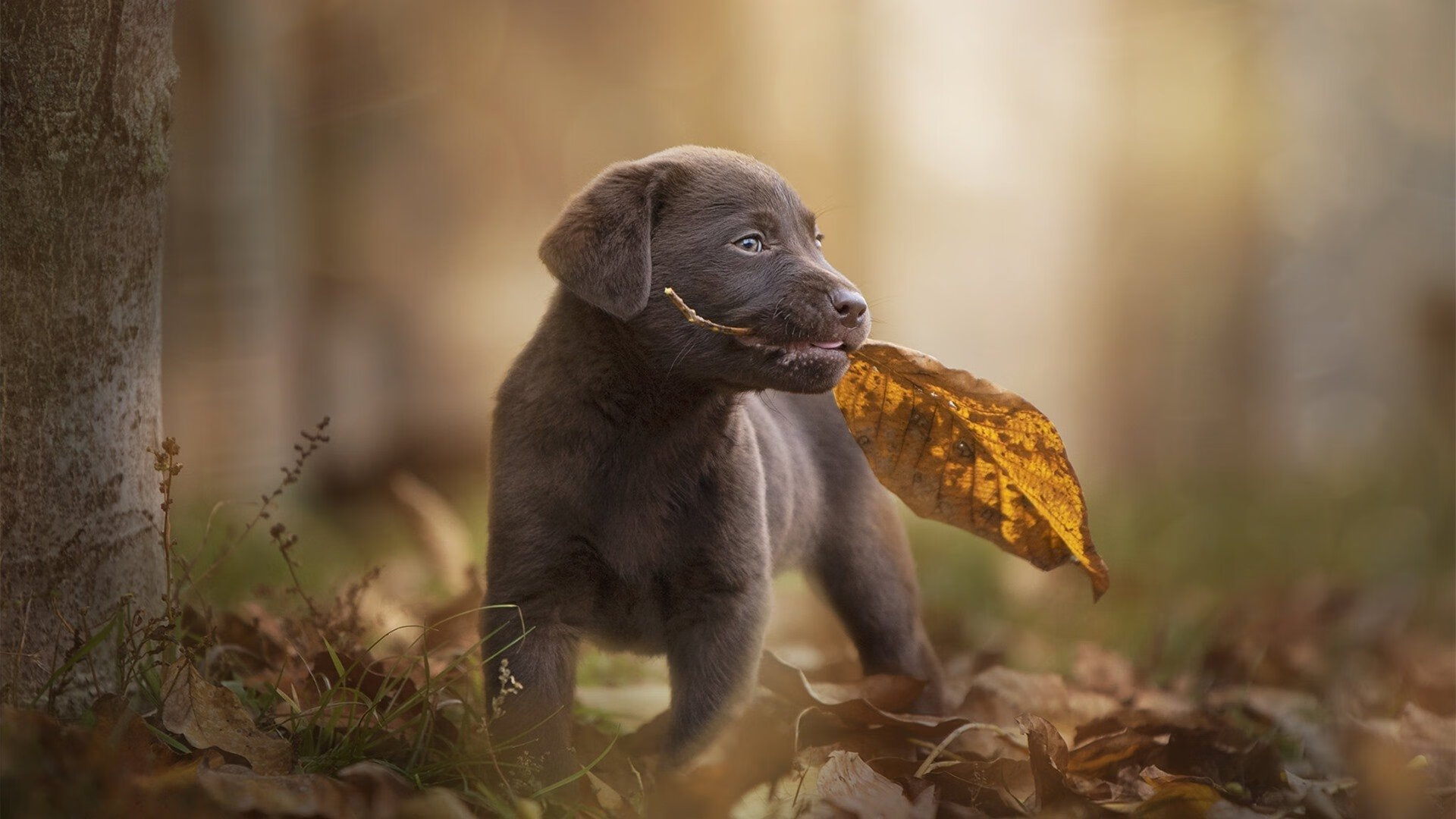 世俱杯2025赛程-球迷自发制作横幅营造主场气势提升士气