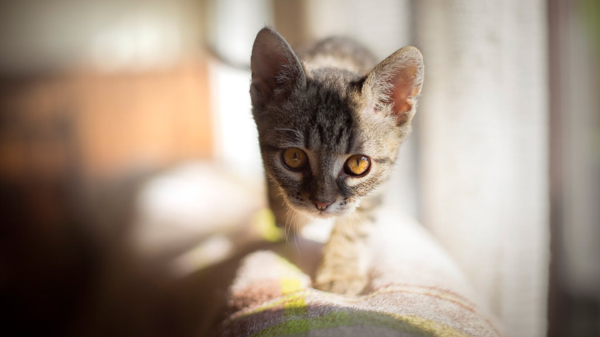 英国男子4×200米自由泳接力赛场表现出色，男子4×200米自由泳接力世界纪录